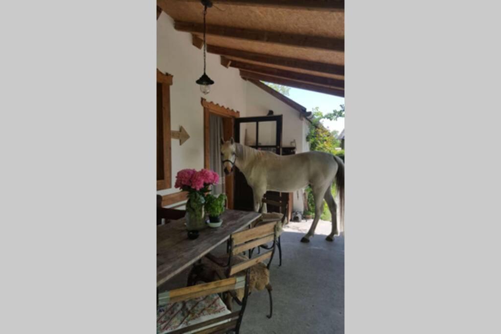 Vila Igricz Farmhaz Pócsmegyer Exteriér fotografie