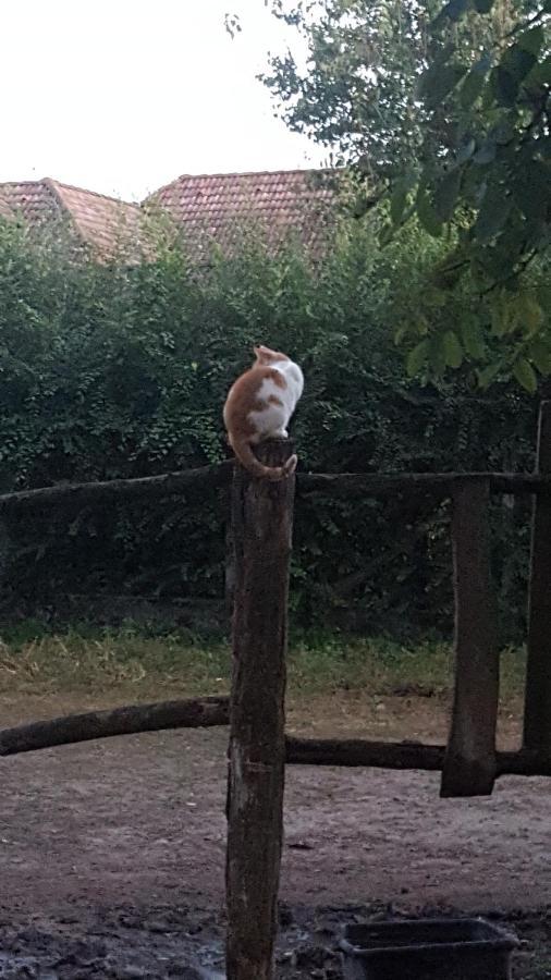 Vila Igricz Farmhaz Pócsmegyer Exteriér fotografie